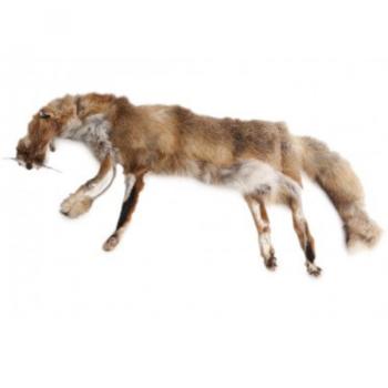 Firedog Fox 3 kg | Dummy